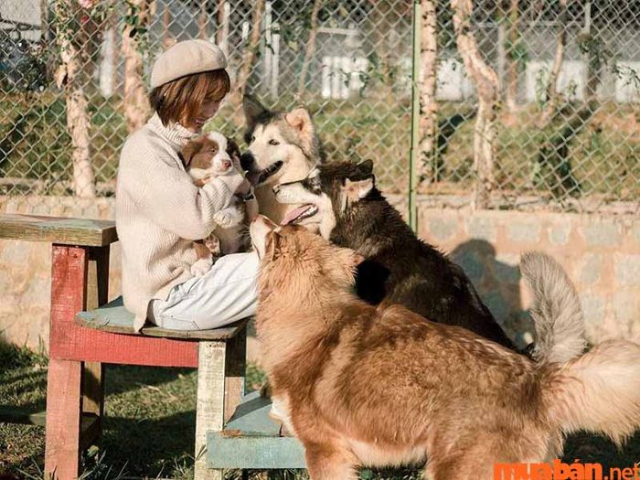 Trang Trại Cún Đà Lạt