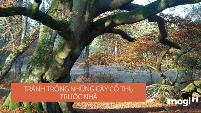Nhà thờ Con gà