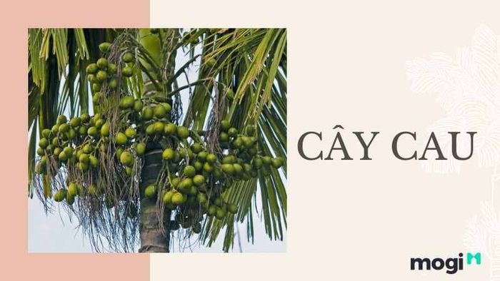cây cau