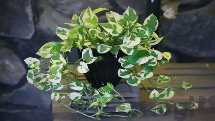 Được sử dụng phổ biến để trang trí tại các quán cà phê và văn phòng