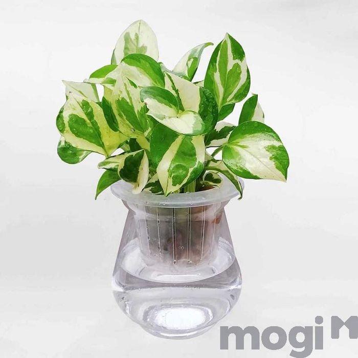 Cây trồng thủy sinh rất dễ dàng để chăm sóc