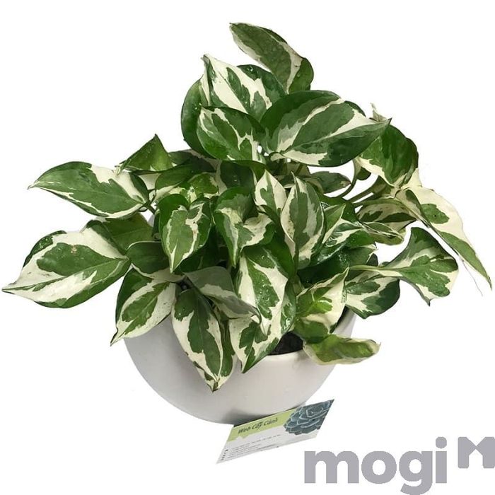 Tưới nước 1 lần mỗi ngày là đủ