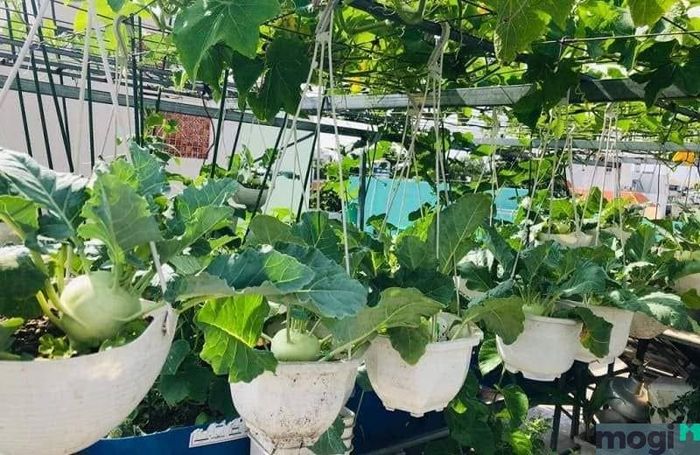 Cây thích hợp cho sân thượng nhiều nắng