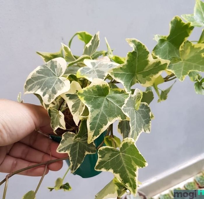 Thường xuân là loại cây có sức sống bền bỉ.