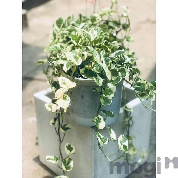 Trầu bà cẩm thạch là một loại cây rất được yêu thích