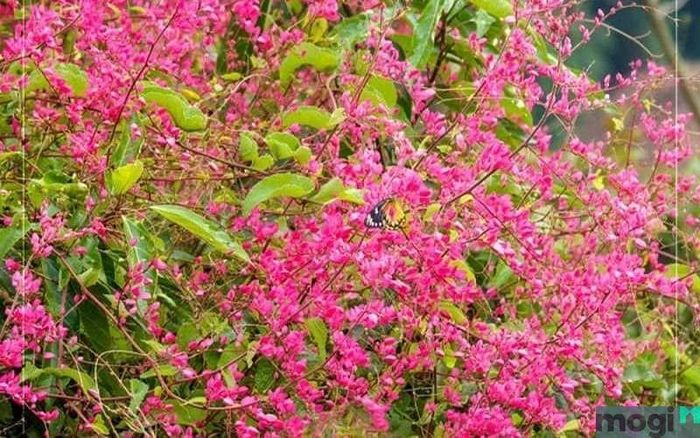 Hoa tigon màu hồng rất đẹp mắt.