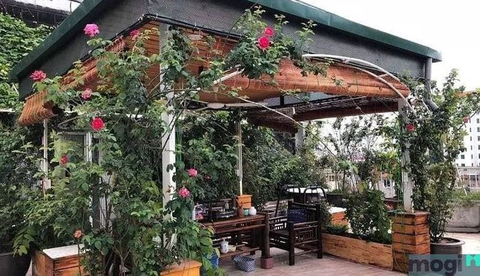 Cây thích hợp cho sân thượng nhiều nắng
