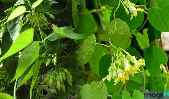 Cây trồng trên sân thượng chịu nắng