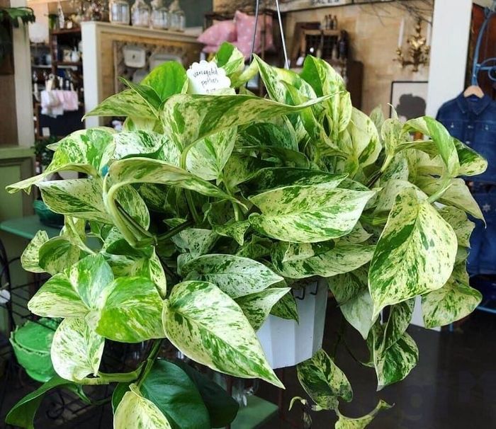 Đây là loại cây rất được ưa chuộng để thanh lọc không khí.