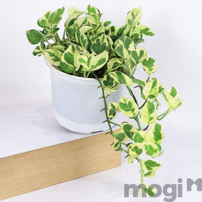 Nó được coi là một trong những loại trầu bà đẹp