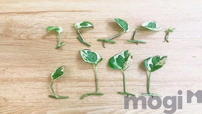 Việc trồng và nhân giống rất dễ dàng.