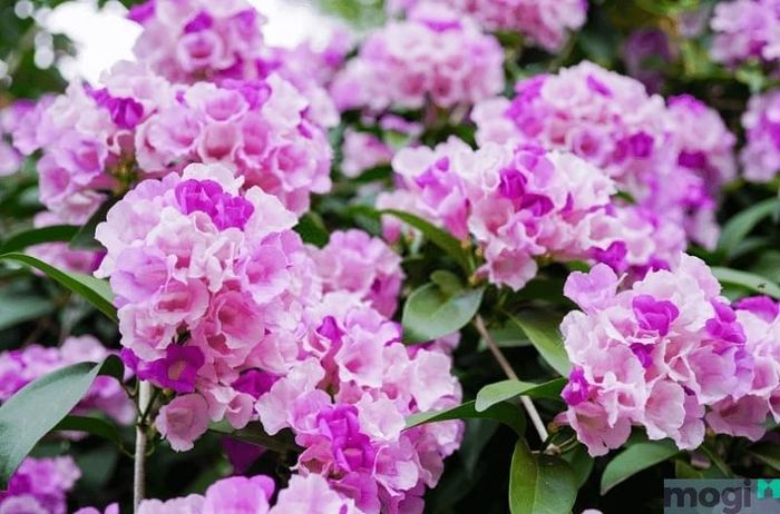Cây trồng sân thượng chịu nắng