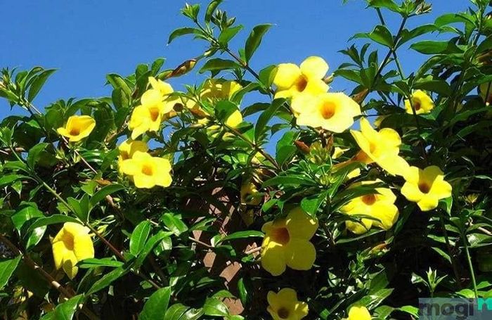 Cây trồng sân thượng chịu nắng