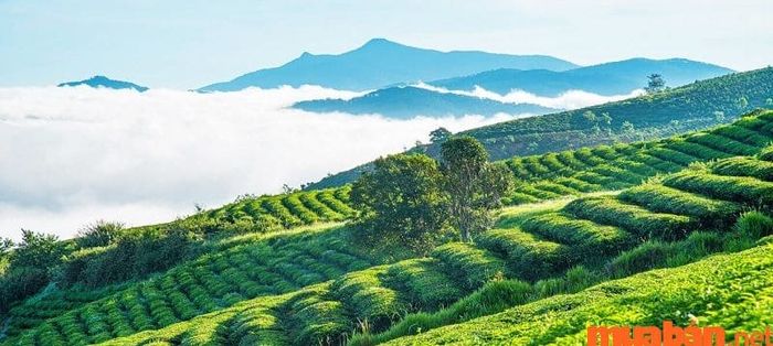 Gần thác Datanla có gì thú vị? - Hãy đến đồi chè Cầu Đất ngay!