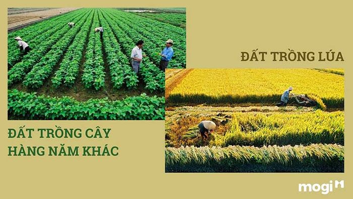 Đất trồng cây hàng năm bao gồm hai loại.