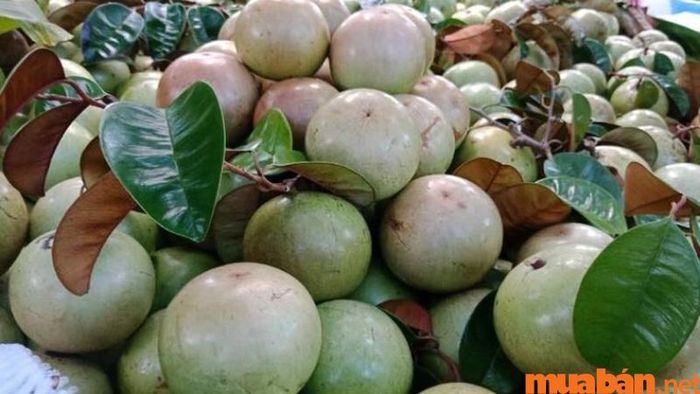 Vú sữa Lò Rèn với thịt mềm, vị ngọt thanh rất hấp dẫn.