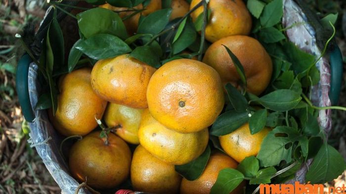 Tỉnh Tiền Giang với những vùng đất màu mỡ đã trồng rất nhiều loại trái cây phong phú