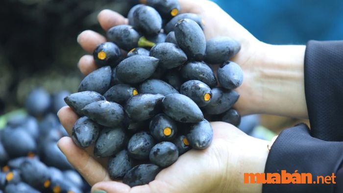 Trám đen Hà Châu vừa ngon vừa bổ dưỡng, là lựa chọn tuyệt vời cho sức khỏe.