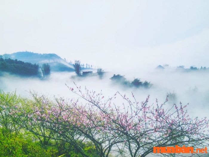 Kinh nghiệm du lịch Mộc Châu 2 ngày 1 đêm với vô vàn điểm tham quan tuyệt vời