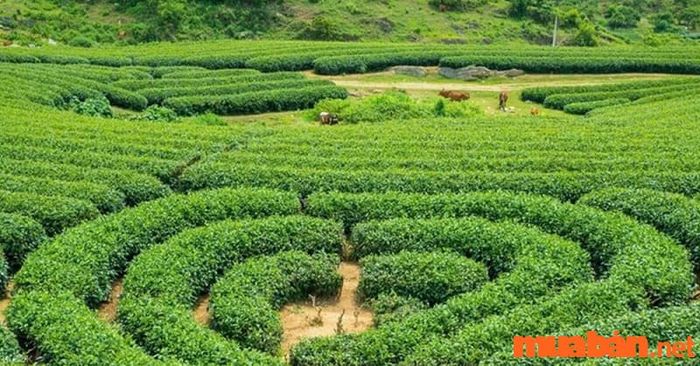 Kinh nghiệm du lịch Mộc Châu 2 ngày 1 đêm - tham quan đồi chè Mộc Sương nổi tiếng