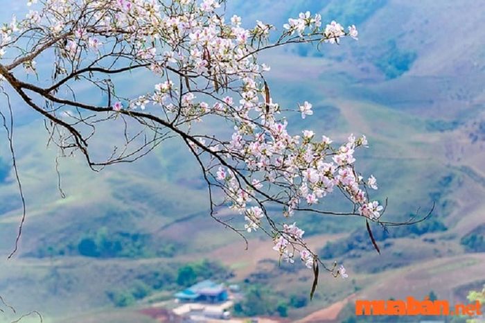 Khám phá vẻ đẹp thiên nhiên Mộc Châu trong chuyến du lịch 2 ngày 1 đêm