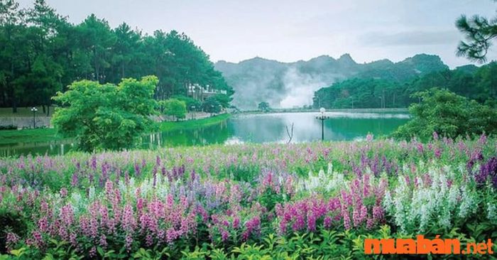 Kinh nghiệm du lịch Mộc Châu 2 ngày 1 đêm - thư giãn dạo chơi trong rừng thông Bản Áng
