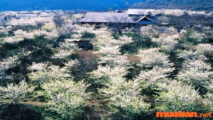 Kinh nghiệm du lịch Mộc Châu 2 ngày 1 đêm - mùa hoa mận trắng nở rộ