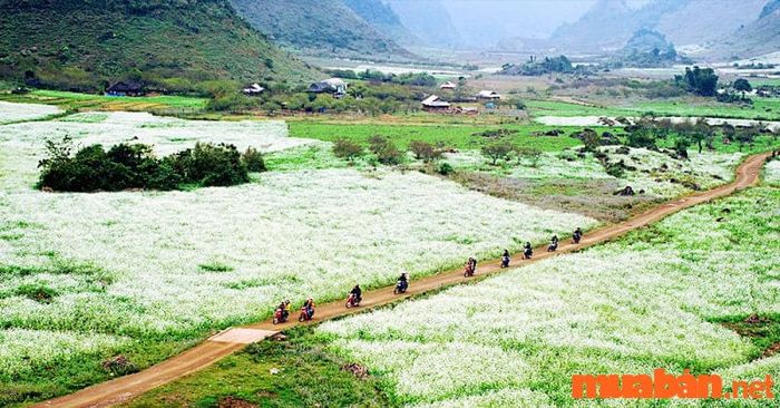 Kinh nghiệm du lịch Mộc Châu 2 ngày 1 đêm - tham quan cánh đồng hoa cải trắng tuyệt đẹp