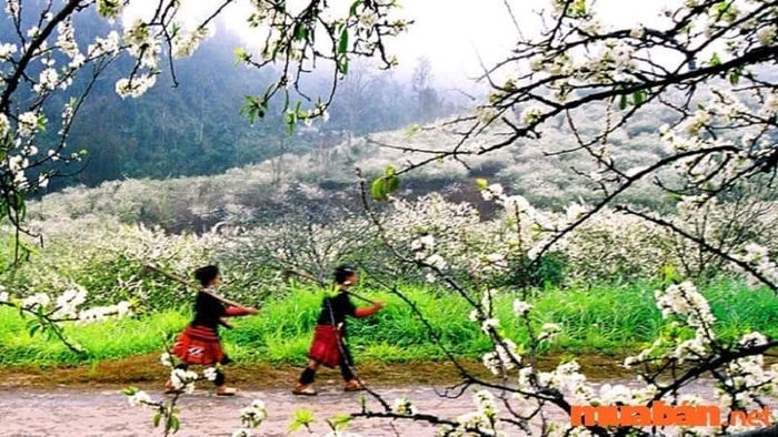 Chia sẻ bí quyết du lịch Mộc Châu 2 ngày 1 đêm với chi phí hợp lý