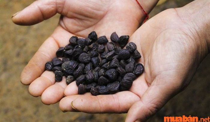 Theo nhiều người có kinh nghiệm du lịch Pù Luông, hạt Dổi là một món quà đặc biệt mà bạn không thể bỏ qua khi ghé thăm.