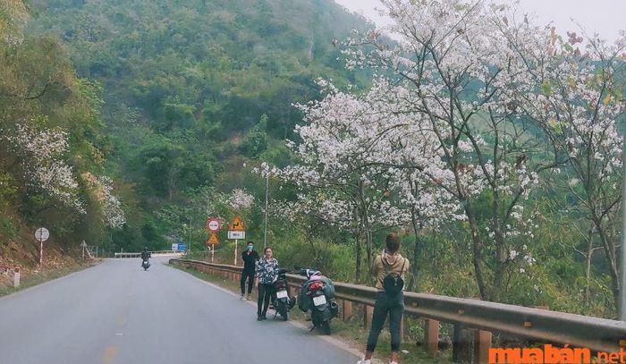 Cung đường này rất thuận tiện và dễ đi, phù hợp cho những ai lần đầu đến Pù Luông.