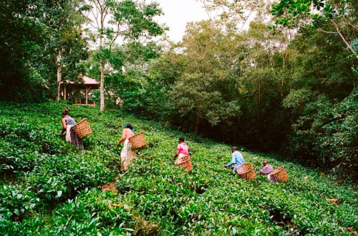 In 2013, Volcanoes SDinogo established a tea processing cooperative near Uganda's Bwindi Impenetrable Forest, helping support local communities.