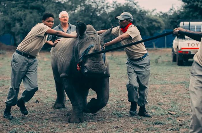 Conservationists guide a tranquilized white rhino towards a crate at Phinda.