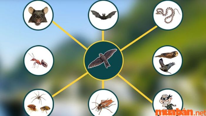 Biện pháp ngăn chặn các mối nguy hiểm vào nhà nuôi yến