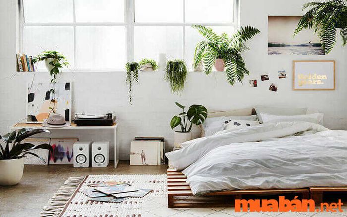 Các chậu cây cảnh sẽ là lựa chọn tuyệt vời để giúp không gian phòng trở nên thoáng đãng và dễ chịu hơn. Chúng mang lại vẻ đẹp tự nhiên và làm cho phòng trọ bớt ngột ngạt.