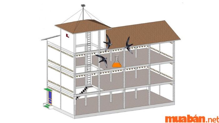 Sử dụng mùi để thu hút chim yến đến làm tổ trong nhà nuôi