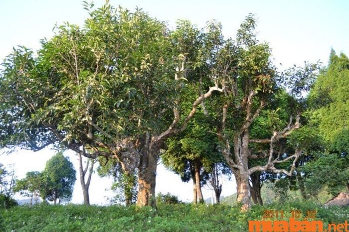 Hệ sinh thái rừng Chàng Riệc trên đường đi Tây Ninh mang lại cho du khách cơ hội khám phá thiên nhiên hoang dã và học hỏi thêm về lịch sử hào hùng của vùng đất này.