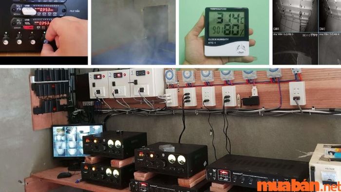 Kỹ thuật vận hành an toàn cho nhà nuôi yến