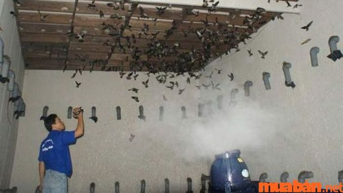 Đảm bảo độ ẩm và nhiệt độ ổn định trong nhà nuôi yến