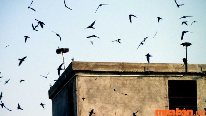 Lắp đặt hệ thống âm thanh để thu hút chim yến vào nhà nuôi