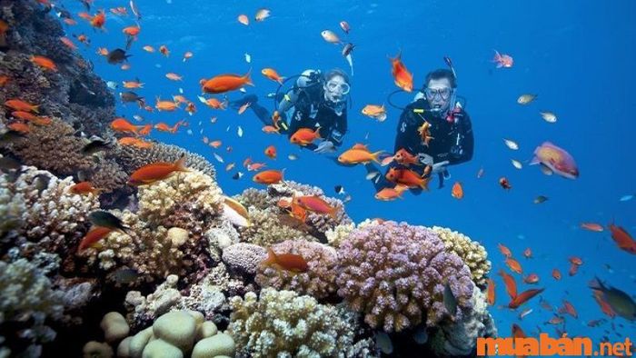 Khám phá thế giới dưới lòng đại dương với hoạt động lặn biển ngắm san hô và động vật biển