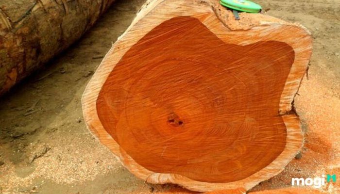 Gỗ teak là loại gỗ gì?