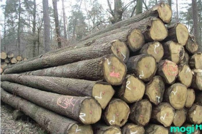 Những đặc tính nổi bật của gỗ Chò Chỉ