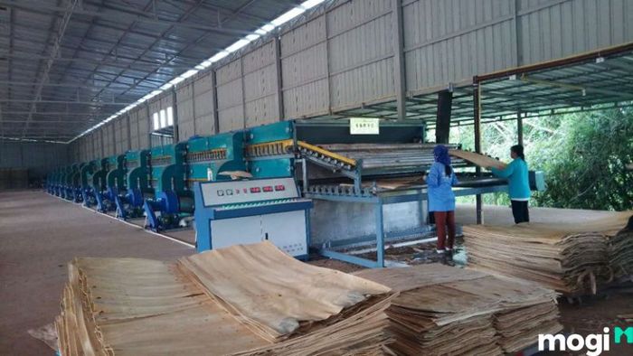 Veneer là gì? Tìm hiểu khái niệm và ứng dụng của loại gỗ này.