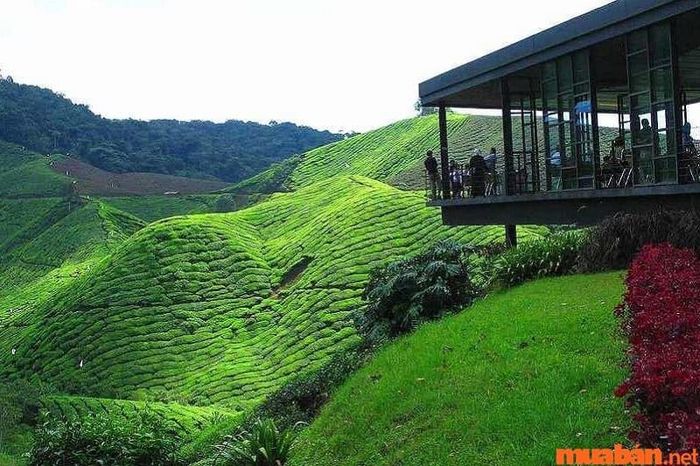 Đồn điền trà Cameron Highlands là một trong những địa điểm nổi bật ở Malaysia, nơi bạn có thể tham quan những đồi chè xanh mướt và tận hưởng không khí mát mẻ, trong lành.