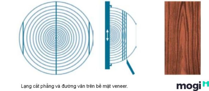 Veneer là gì? Khám phá khái niệm về loại gỗ này.