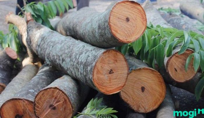 Gỗ Chò Chỉ được xếp vào nhóm V trong phân loại gỗ tại Việt Nam.