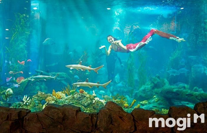 Khu nước mặn Times City