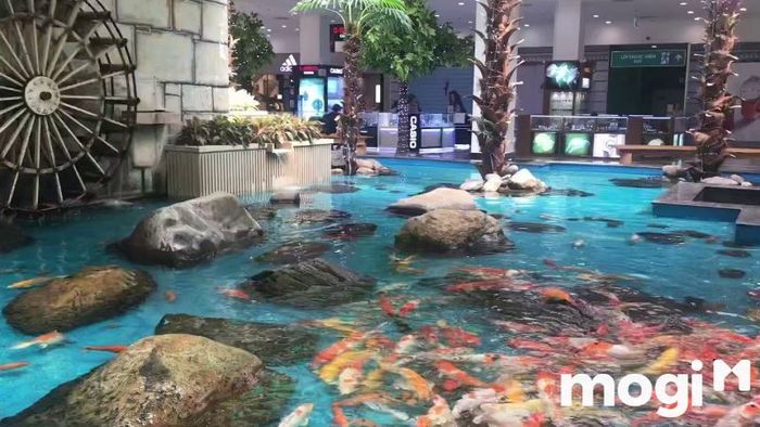 Hồ cá Koi và Elance Chocolate - hai thế giới thú vị tại Times City