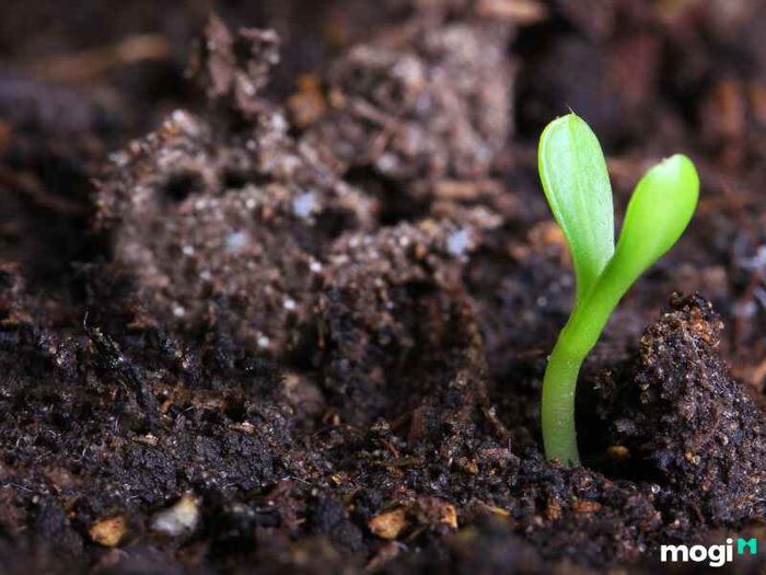 Đặc điểm của độ phì nhiêu đất